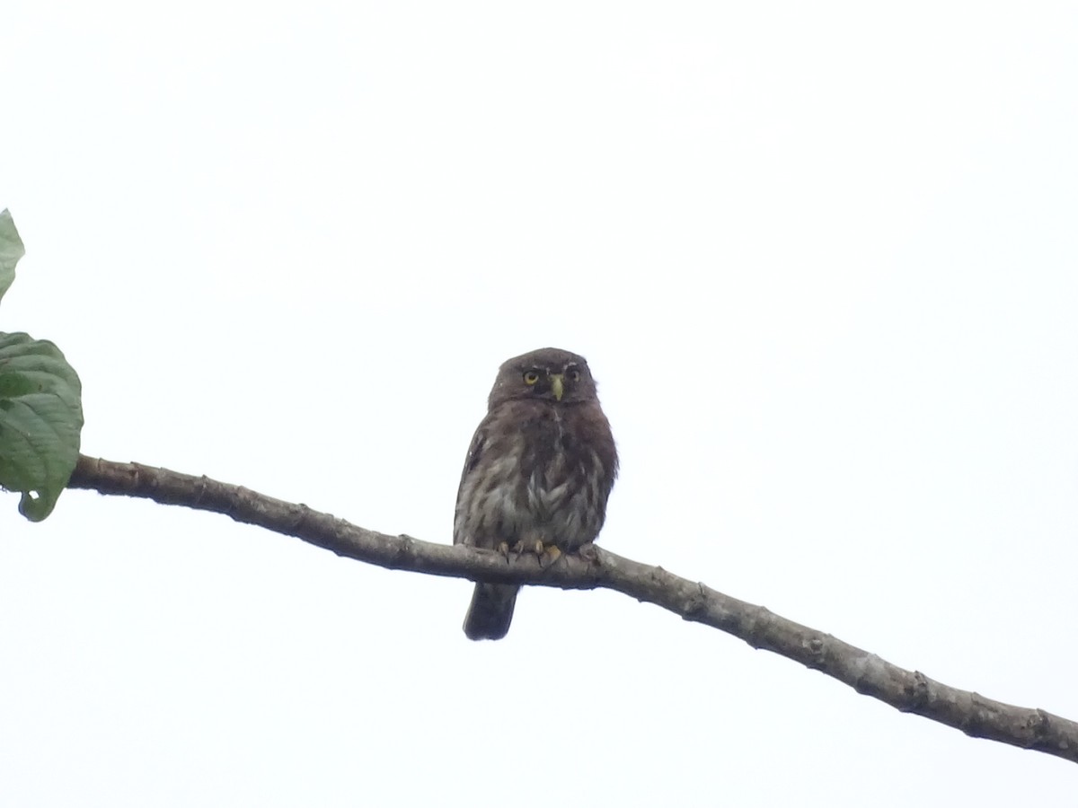 Ferruginous Pygmy-Owl - ML619447744