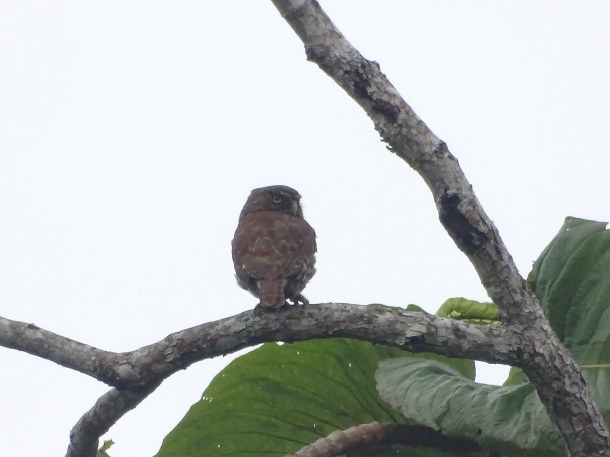 Ferruginous Pygmy-Owl - ML619447745