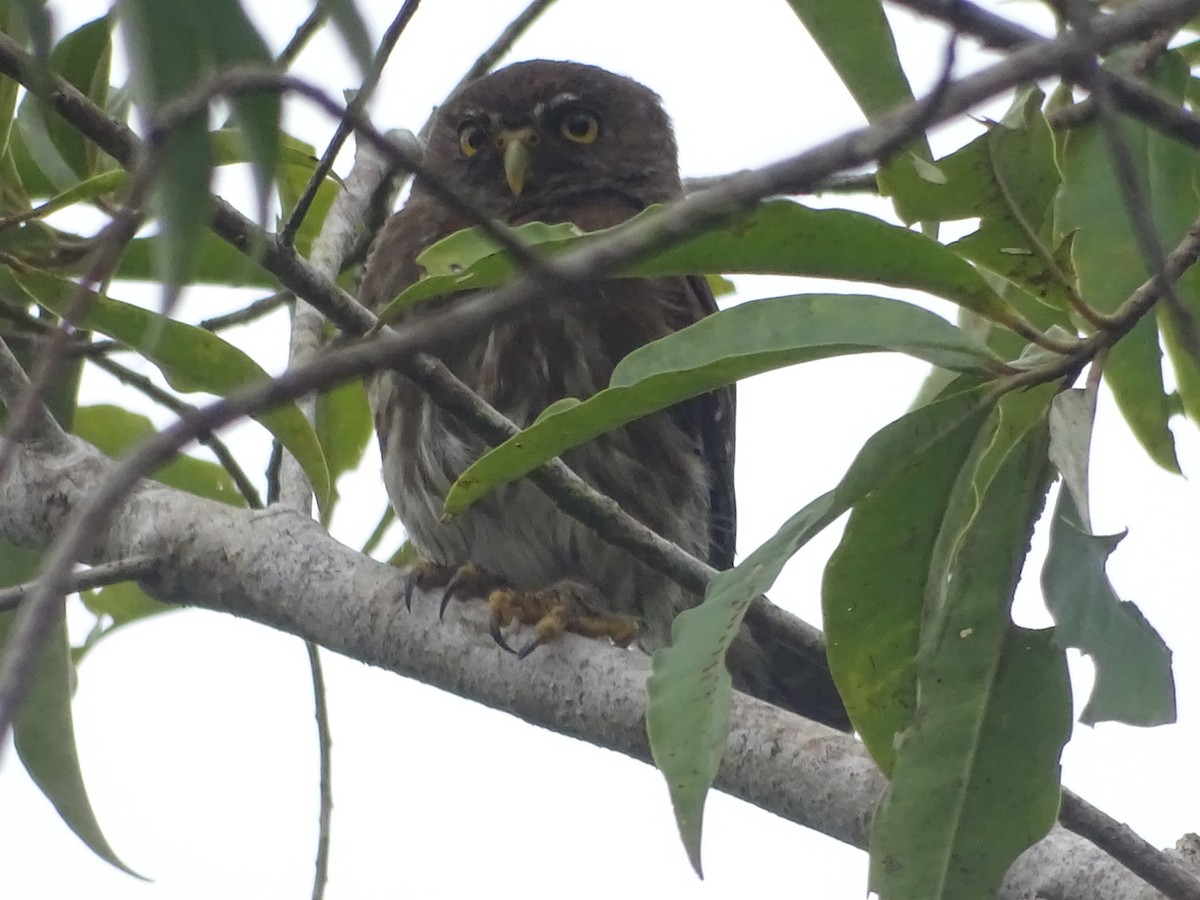 Ferruginous Pygmy-Owl - ML619447747