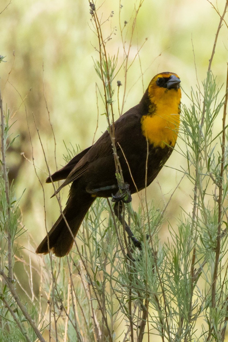 Yellow-headed Blackbird - ML619447777