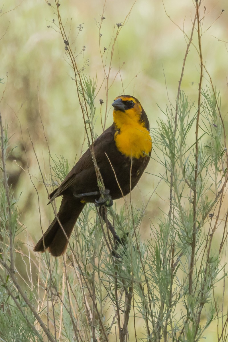Yellow-headed Blackbird - ML619447778