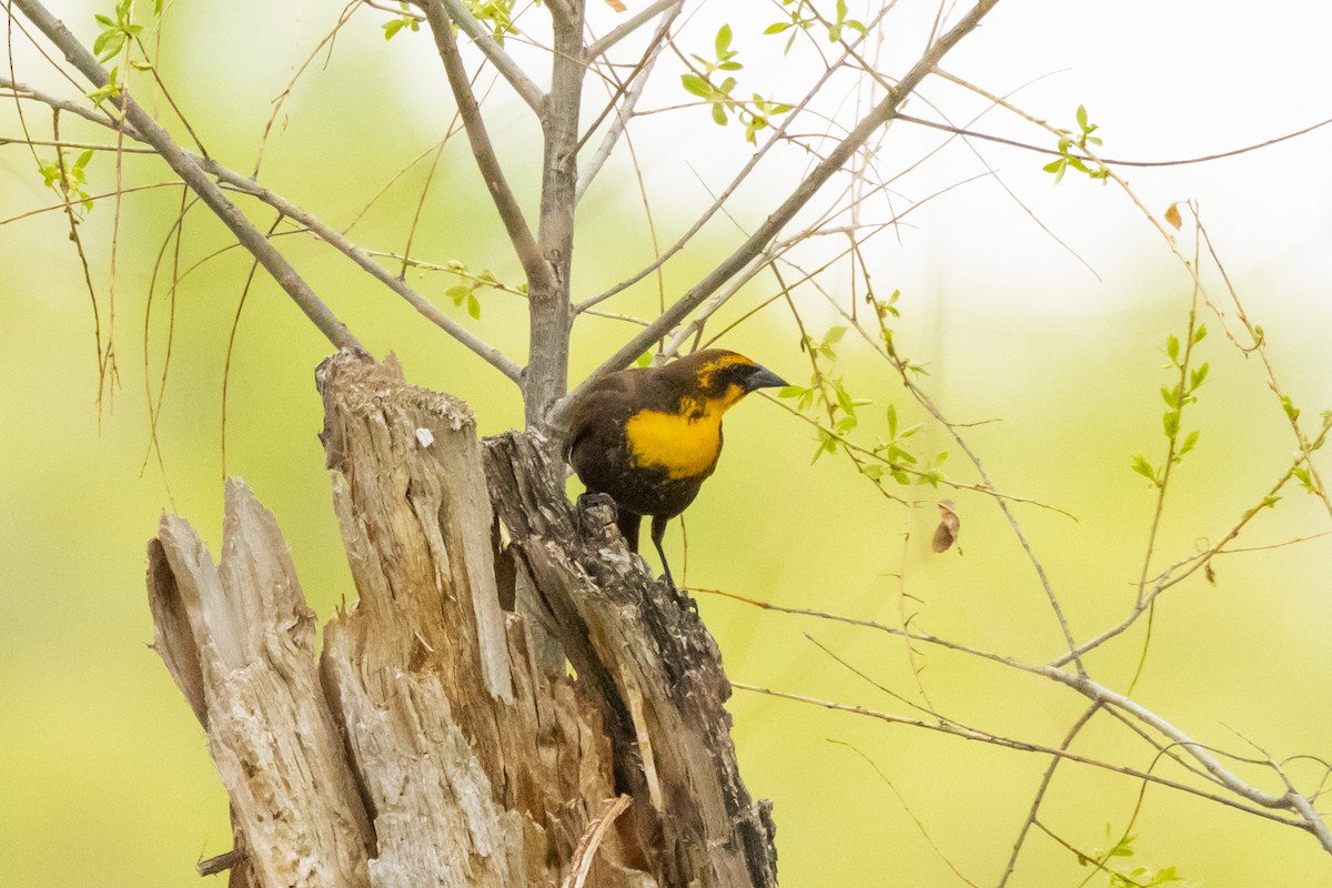 Yellow-headed Blackbird - ML619447779