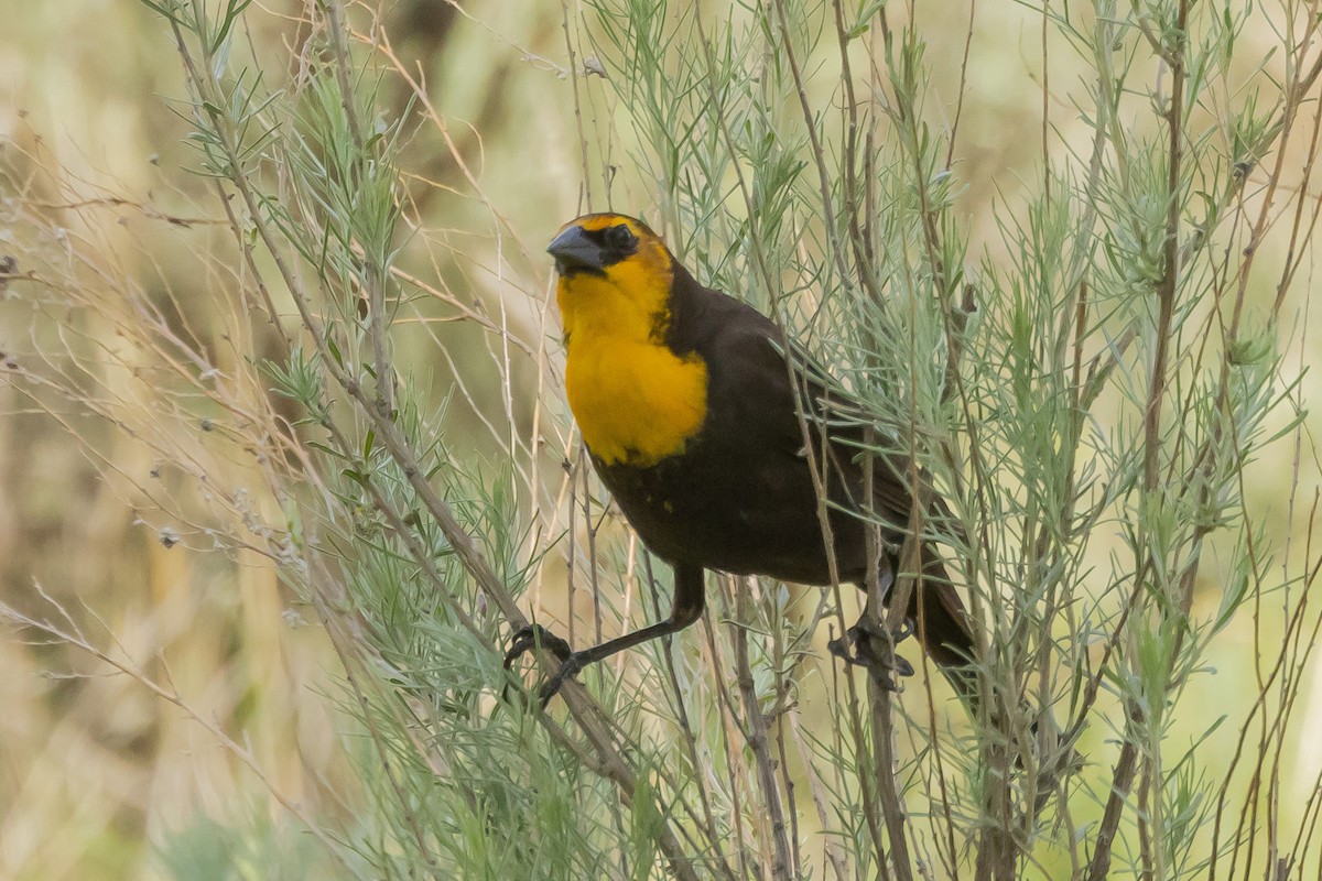 Yellow-headed Blackbird - ML619447780
