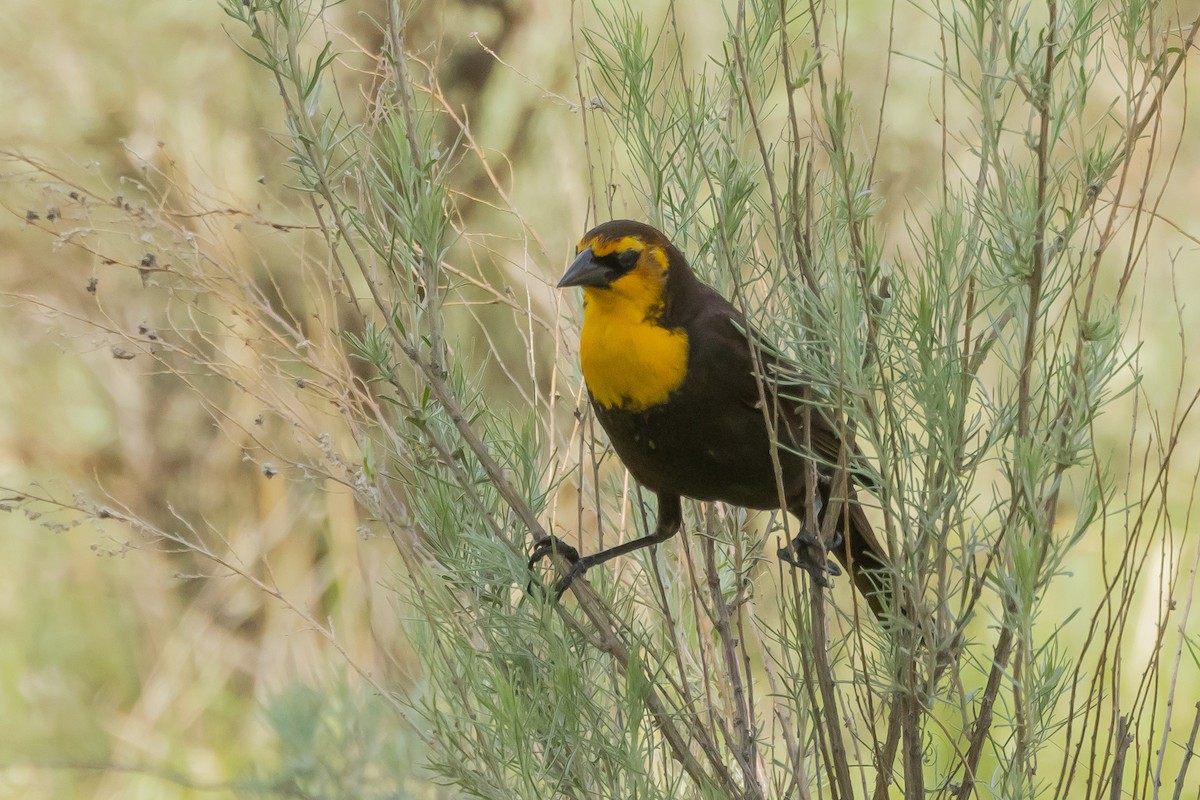Yellow-headed Blackbird - ML619447781
