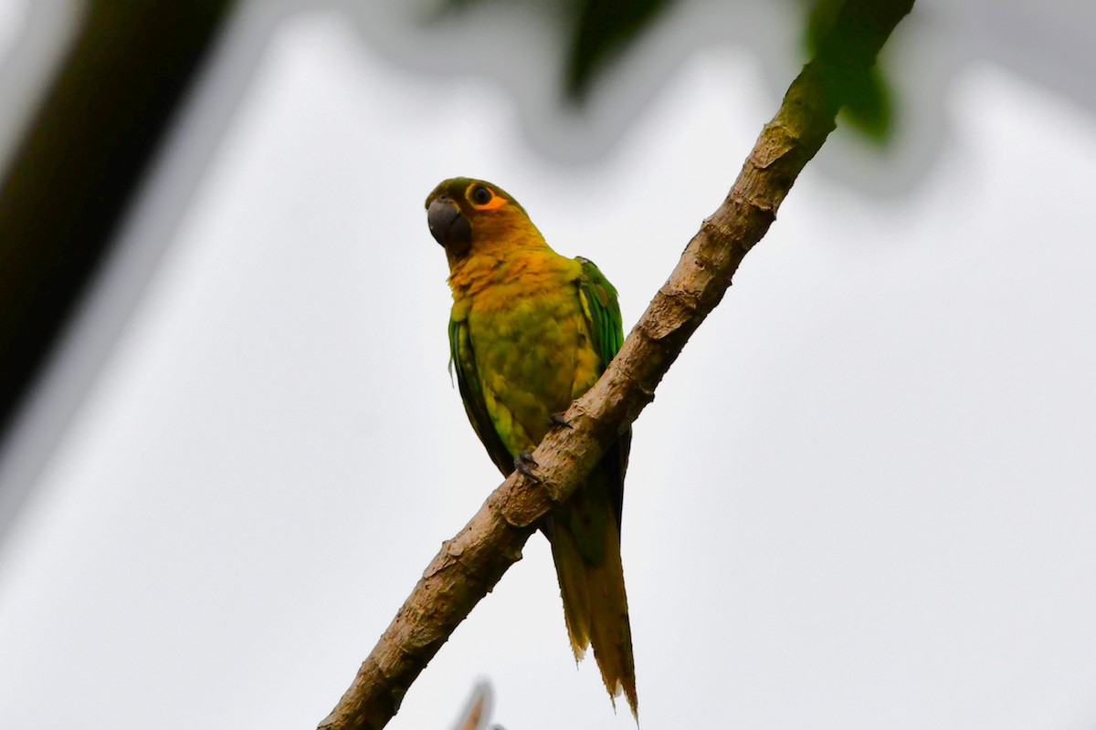 Brown-throated Parakeet (Veraguas) - ML619447816