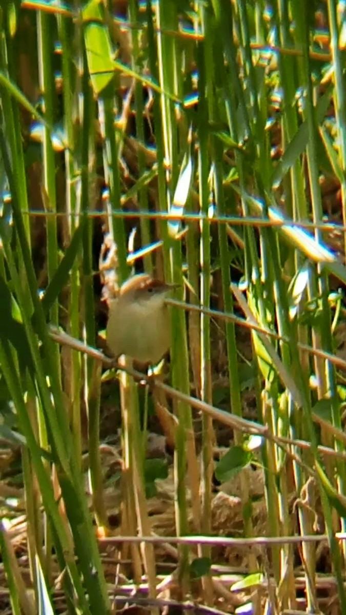 Common Reed Warbler - ML619447817
