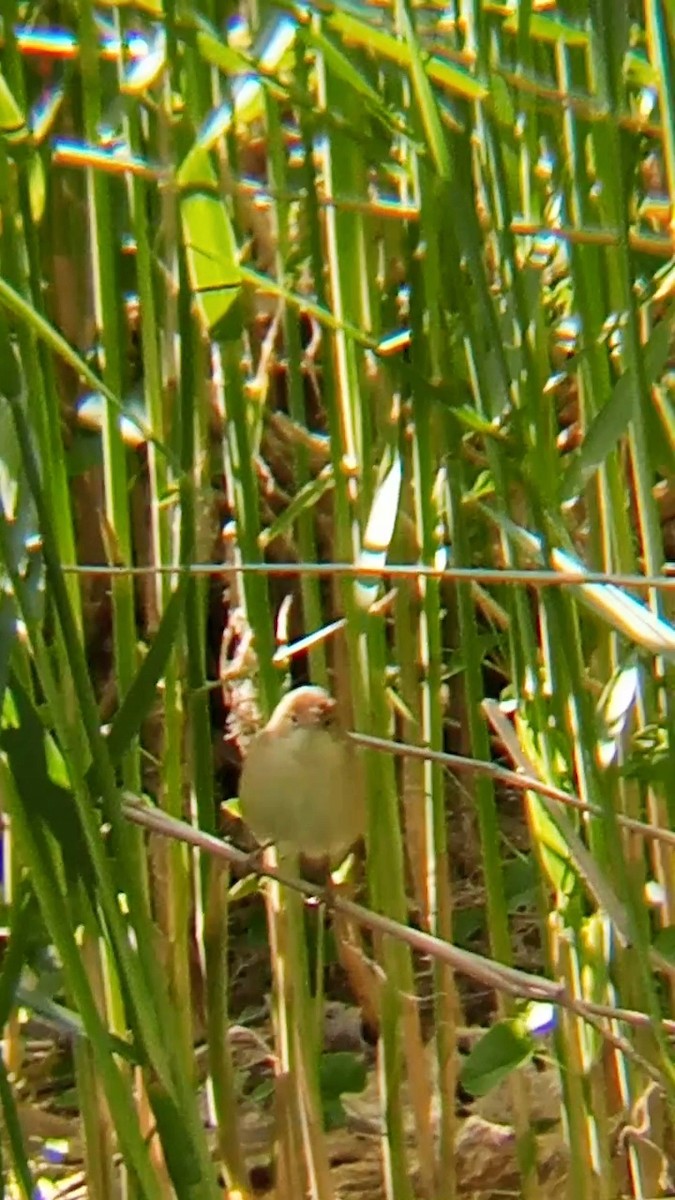 Common Reed Warbler - ML619447824