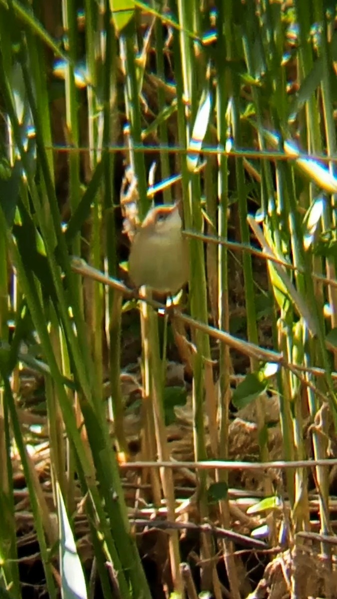 Common Reed Warbler - ML619447826