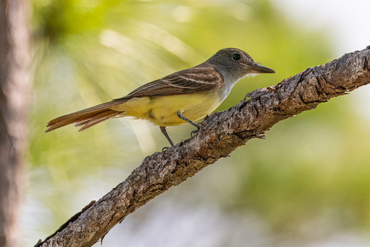 Great Crested Flycatcher - ML619447849