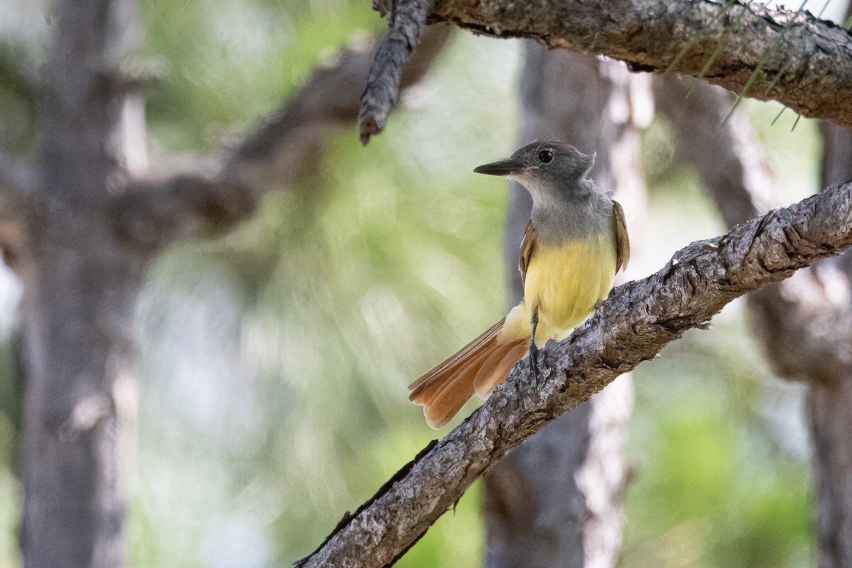 Great Crested Flycatcher - ML619447850