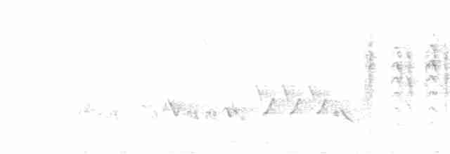 Troglodyte familier (grenadensis) - ML619447889