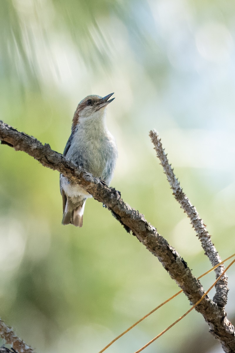 Brown-headed Nuthatch - ML619447900
