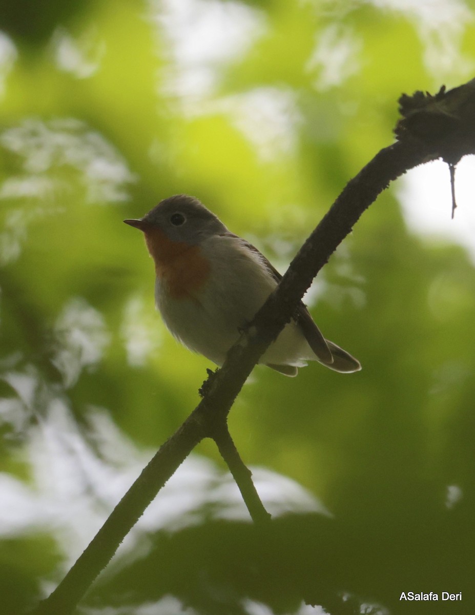 Red-breasted Flycatcher - ML619447991