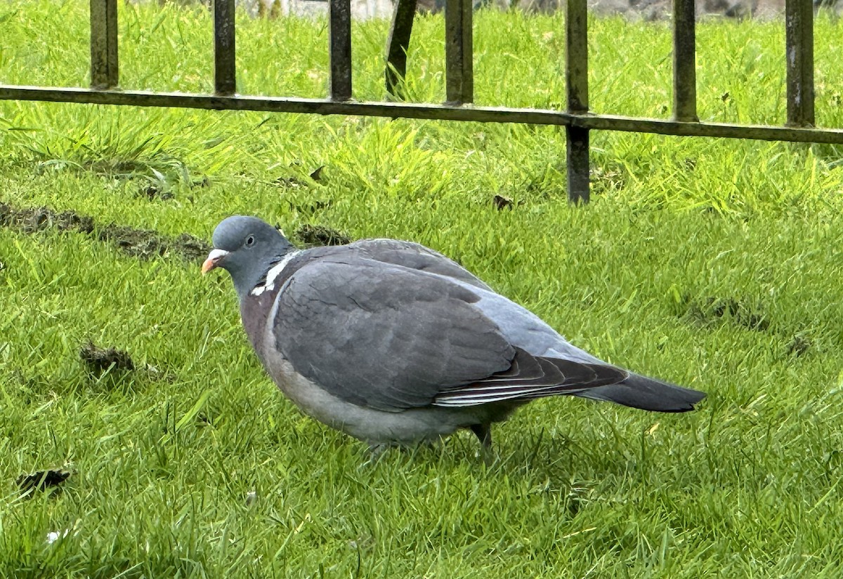 Common Wood-Pigeon - ML619447995