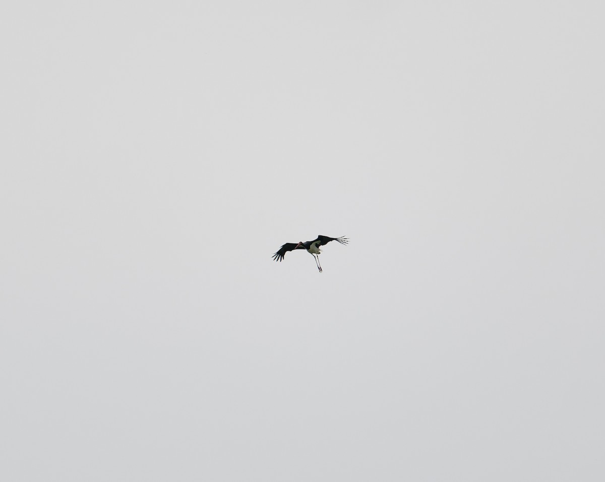 Black Stork - ML619448015