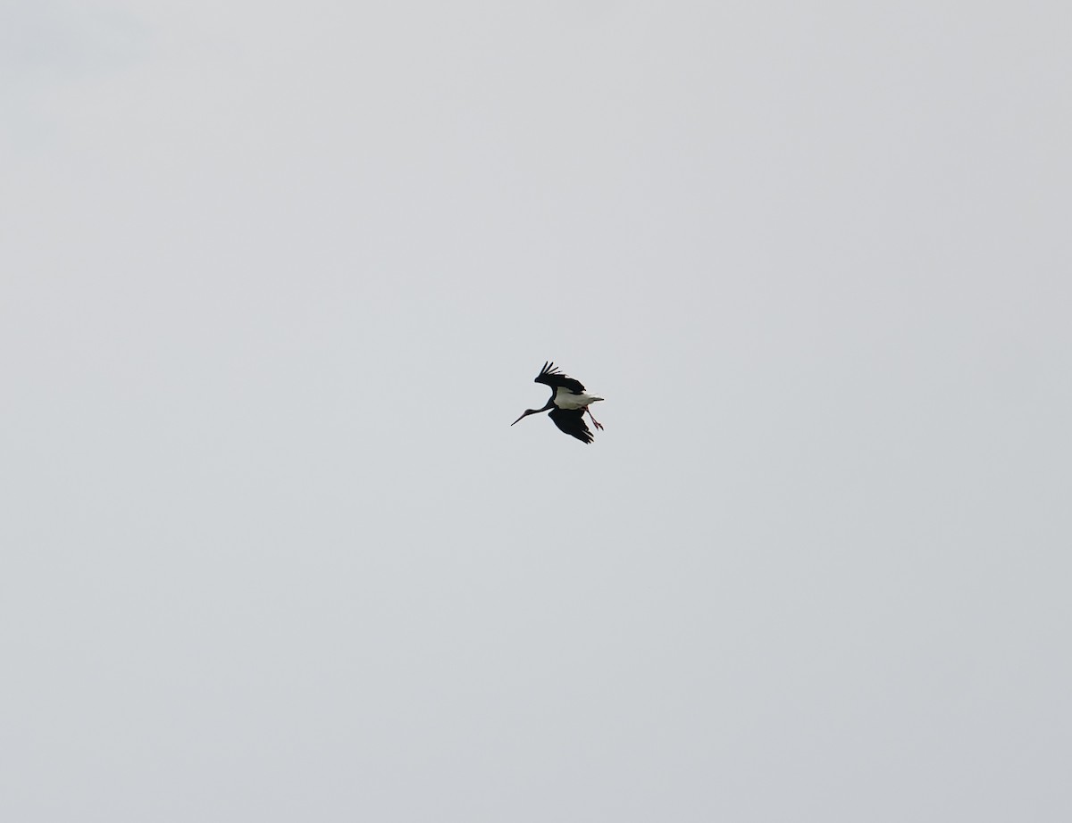 Black Stork - ML619448016