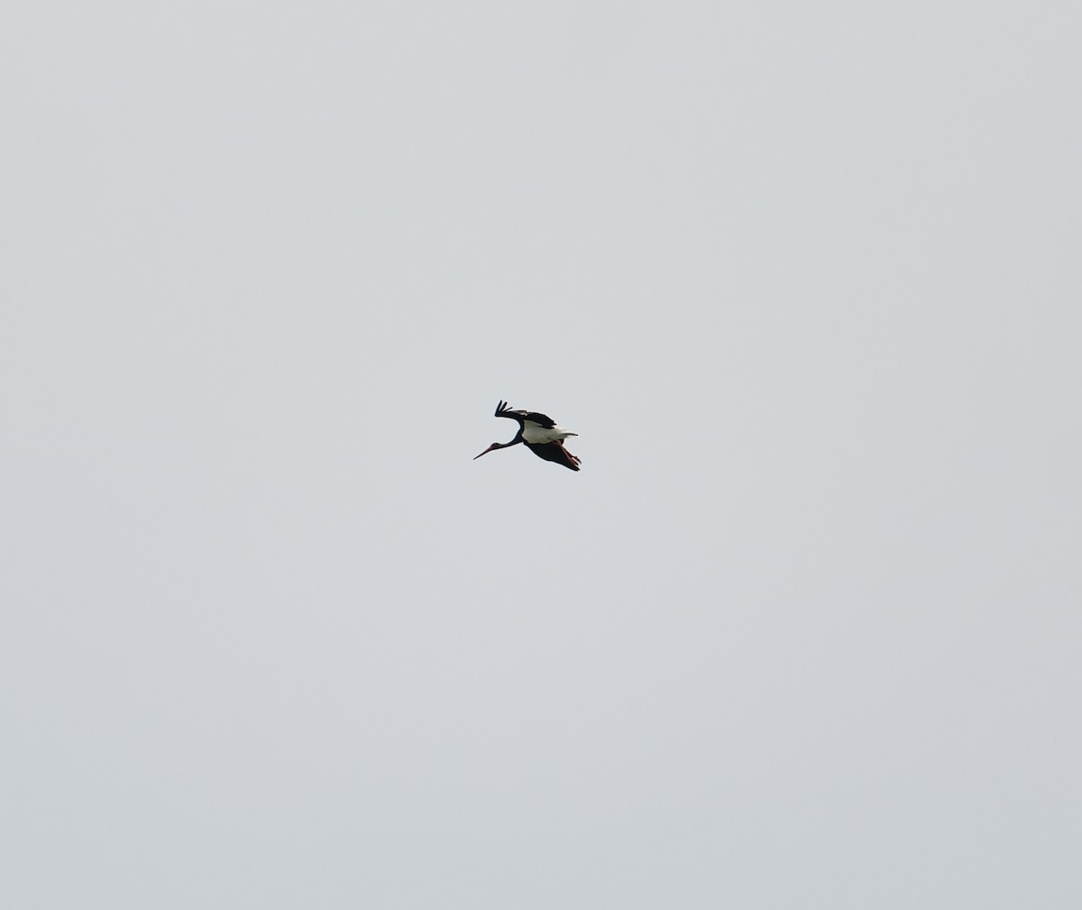 Black Stork - ML619448017