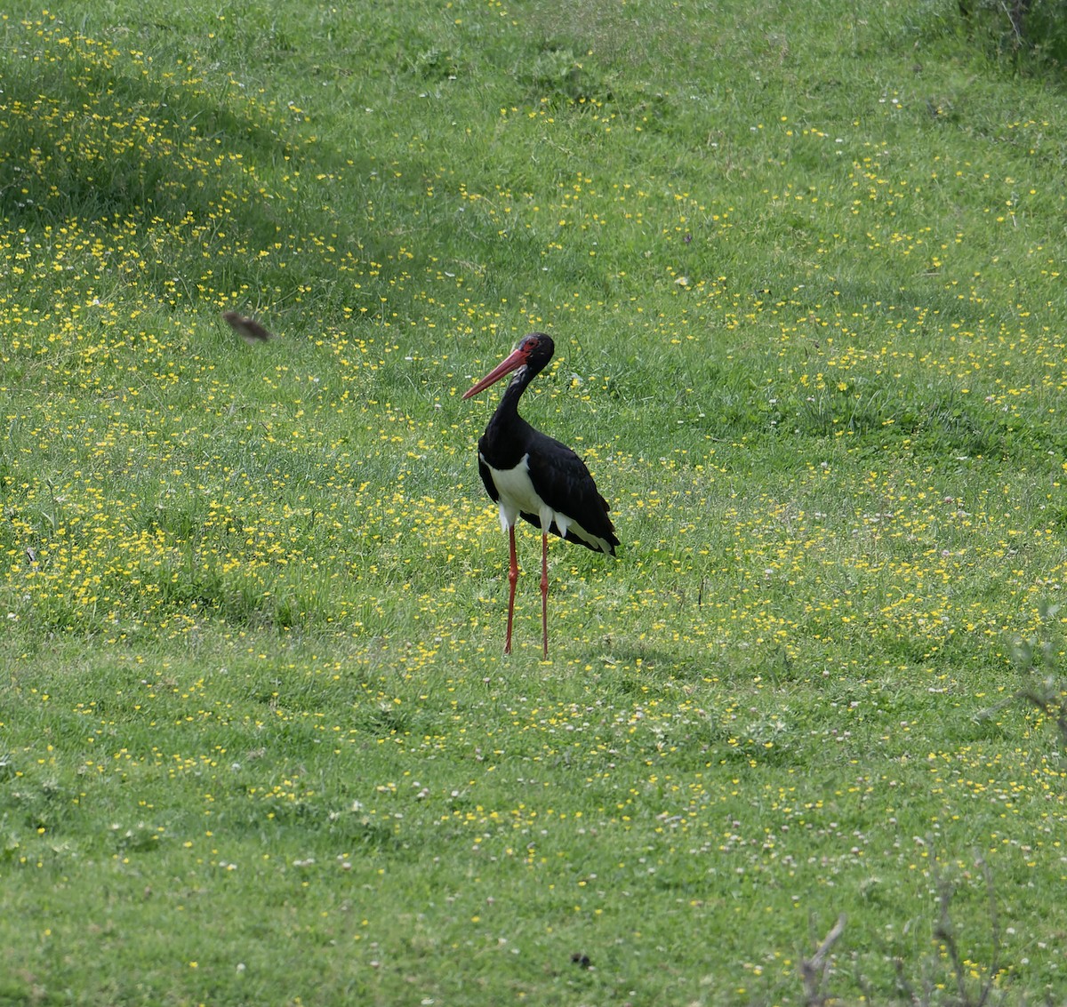 Black Stork - ML619448021