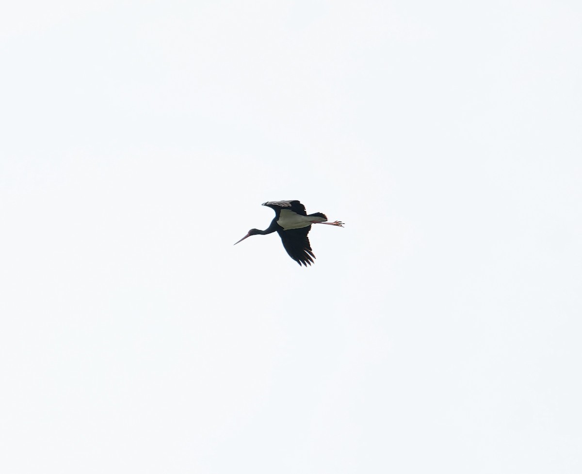 Black Stork - ML619448092