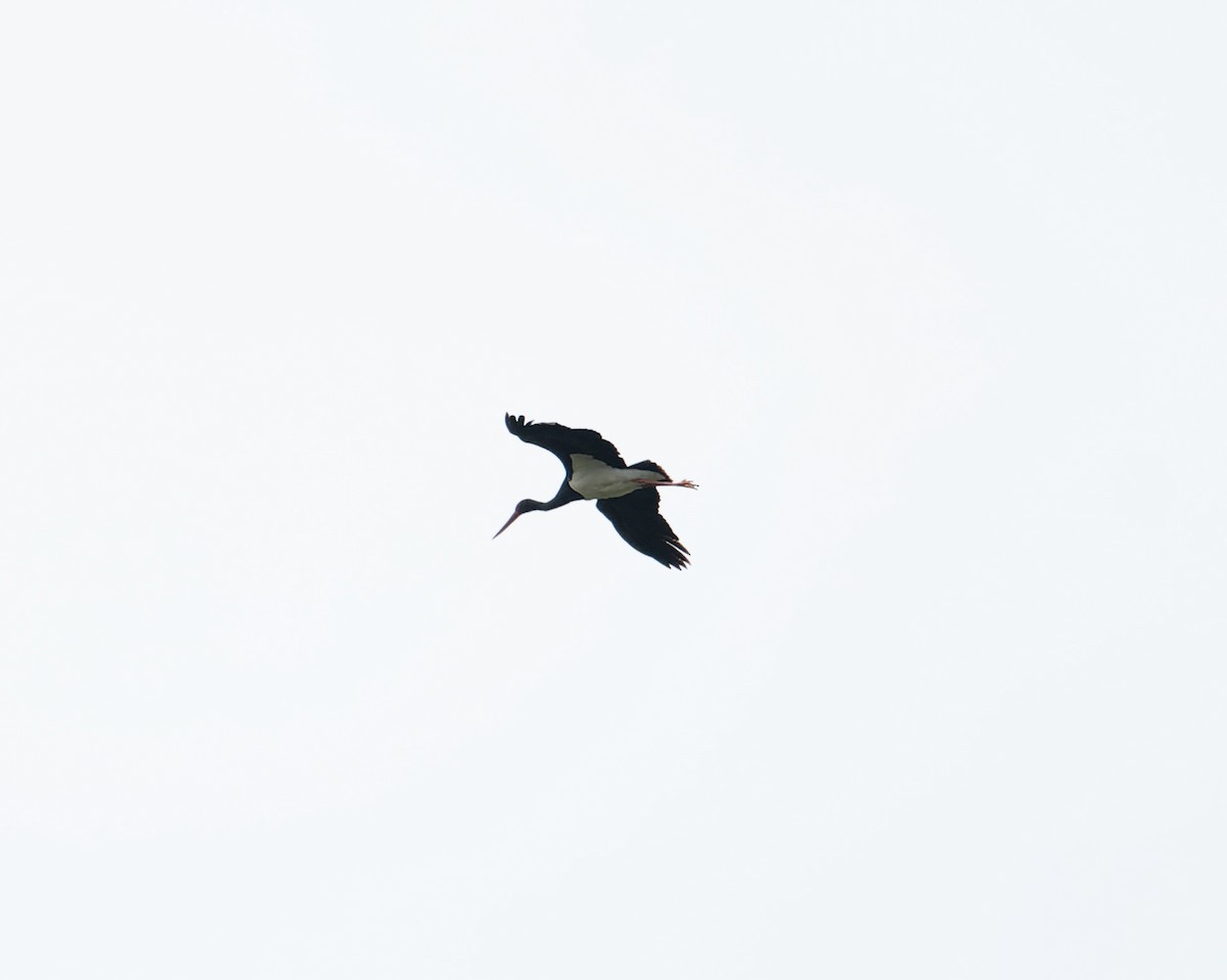 Black Stork - ML619448093
