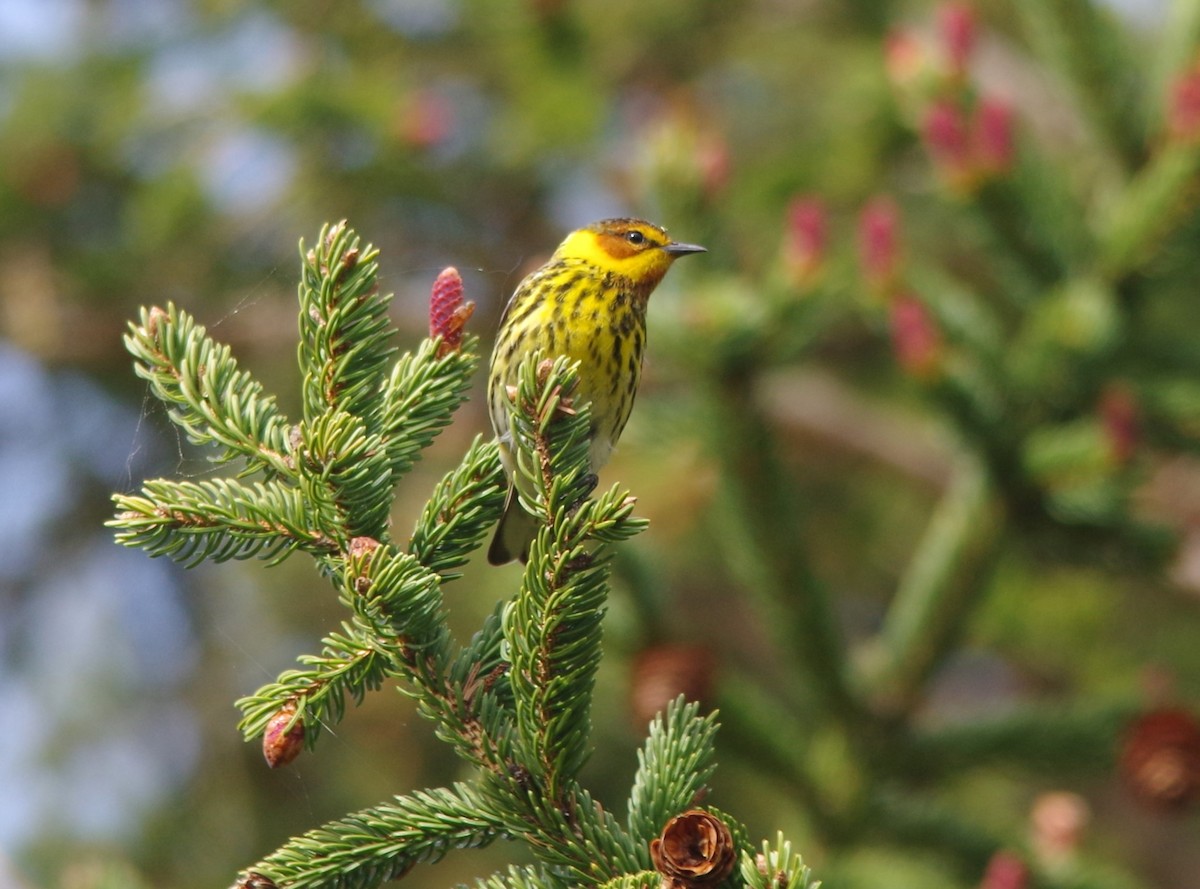 Cape May Warbler - ML619448125