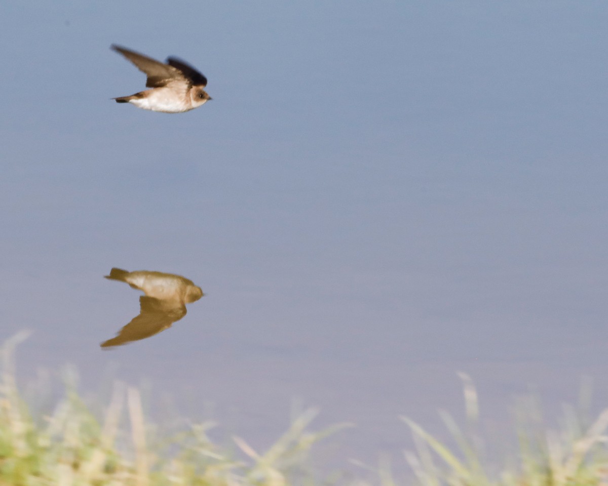Northern Rough-winged Swallow - ML619448171