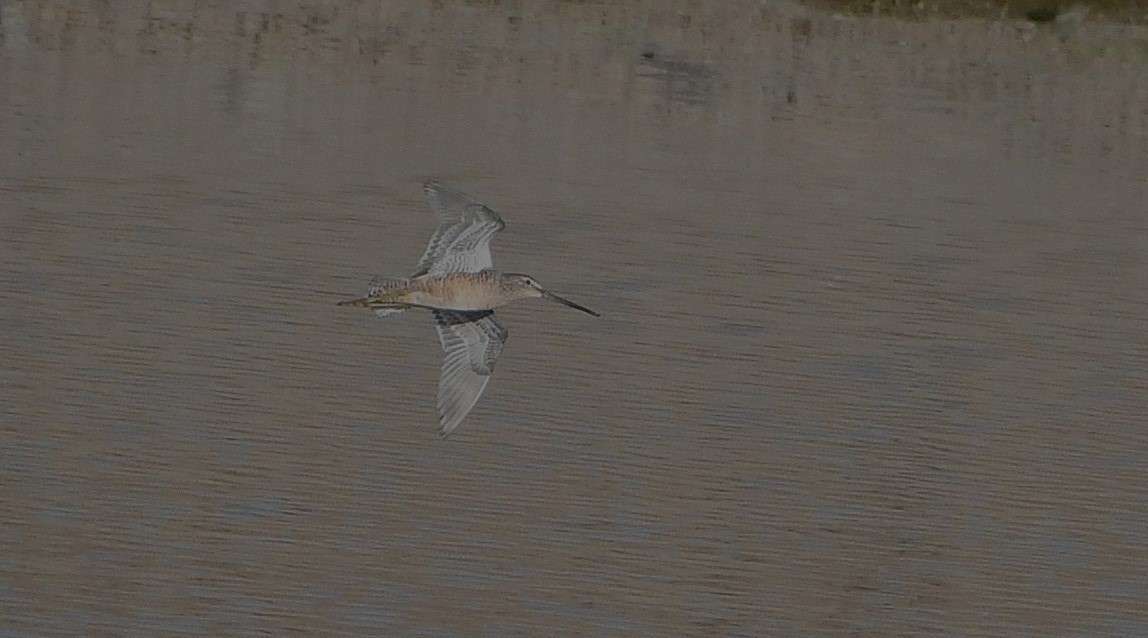 Long-billed Dowitcher - ML619448198