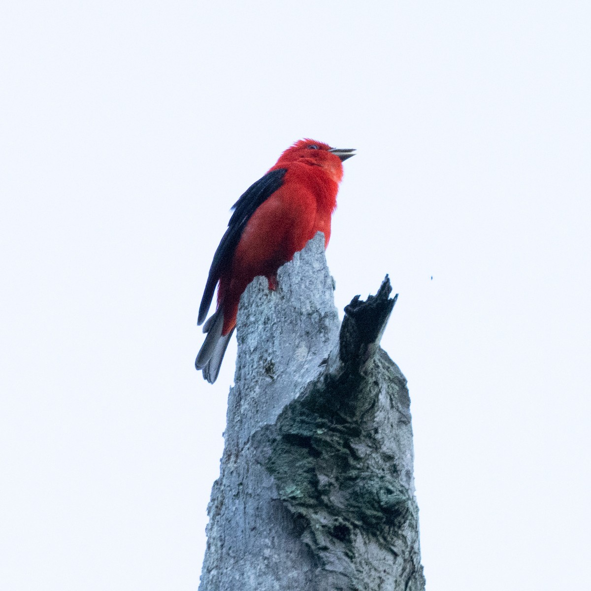 Scarlet Tanager - ML619448204