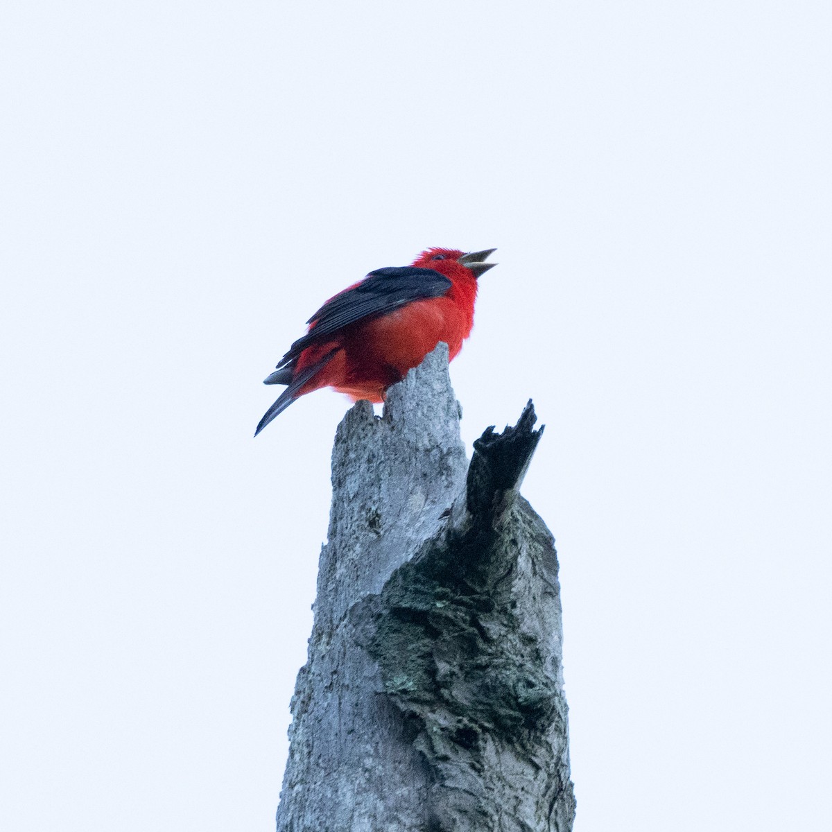 Scarlet Tanager - ML619448207