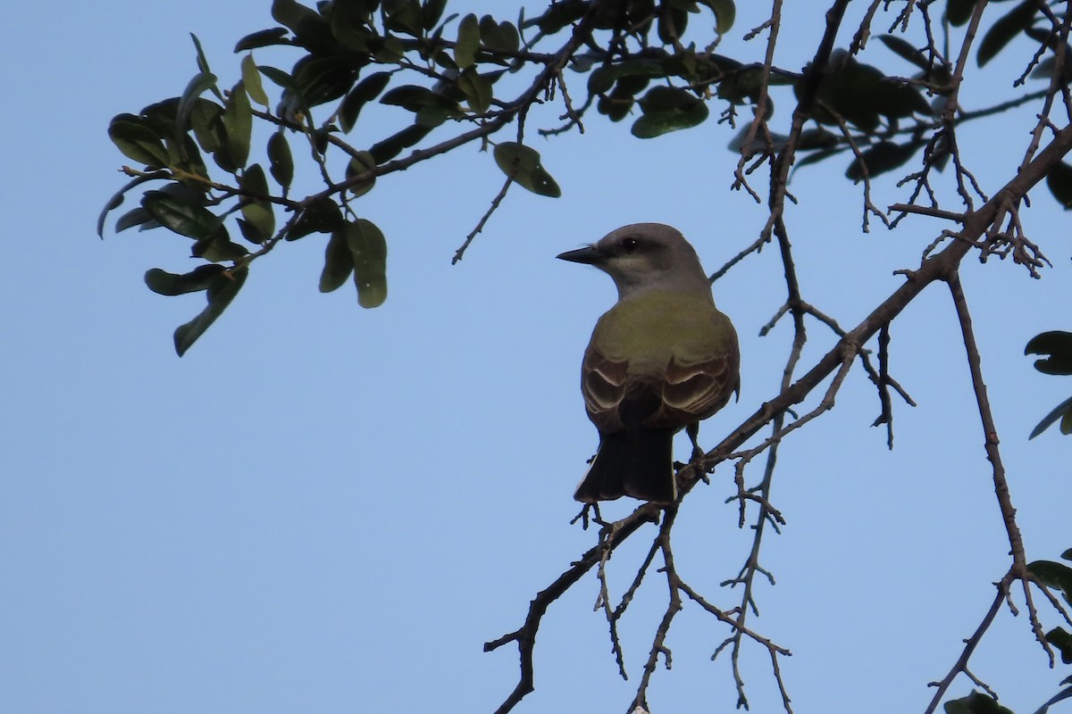 Western Kingbird - ML619448211