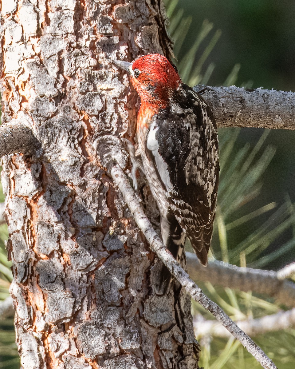 Red-breasted Sapsucker - ML619448224