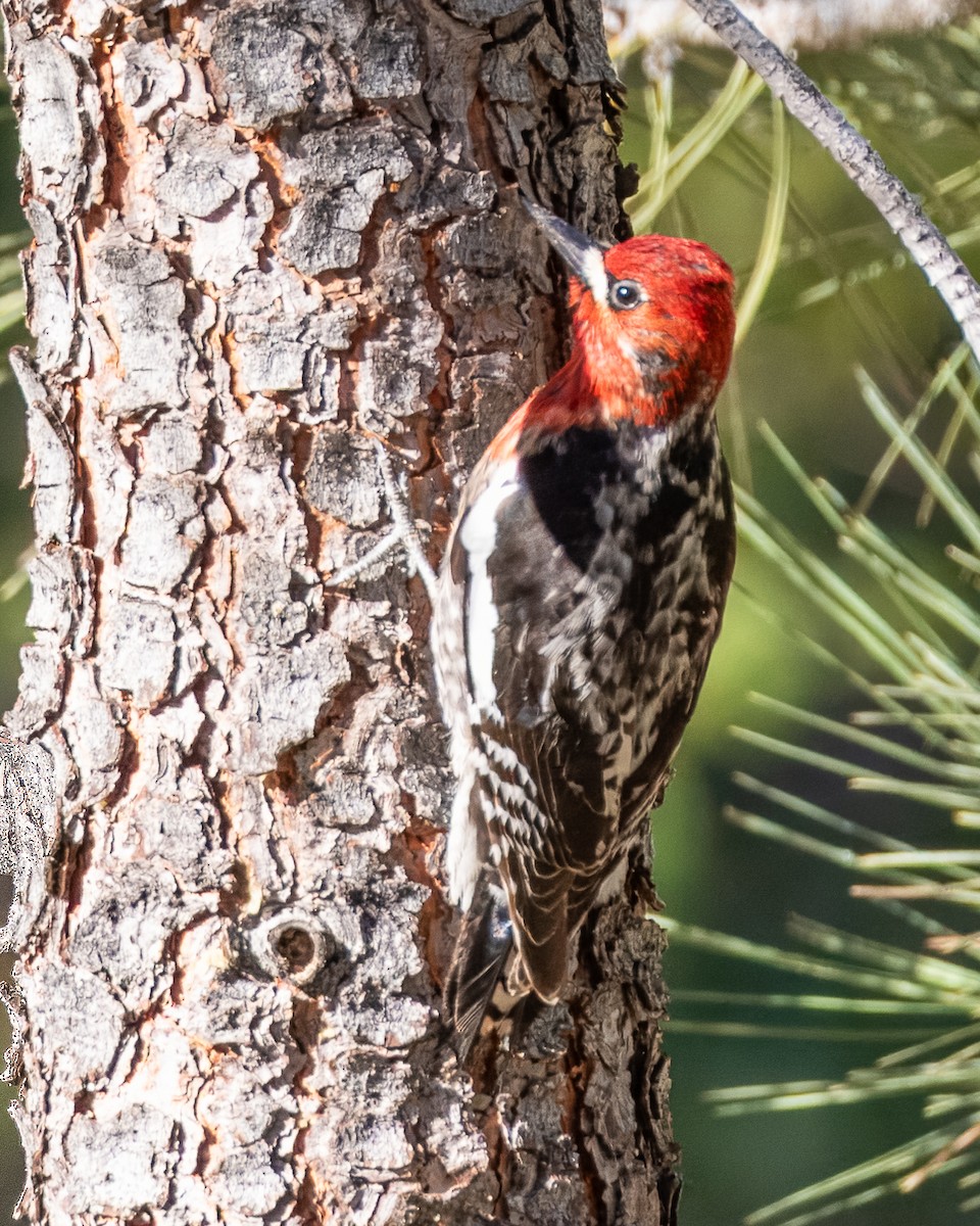 Red-breasted Sapsucker - ML619448225