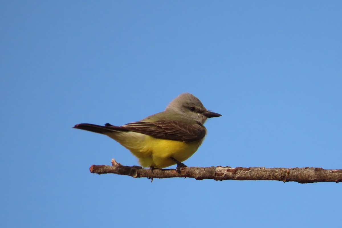 Western Kingbird - ML619448228