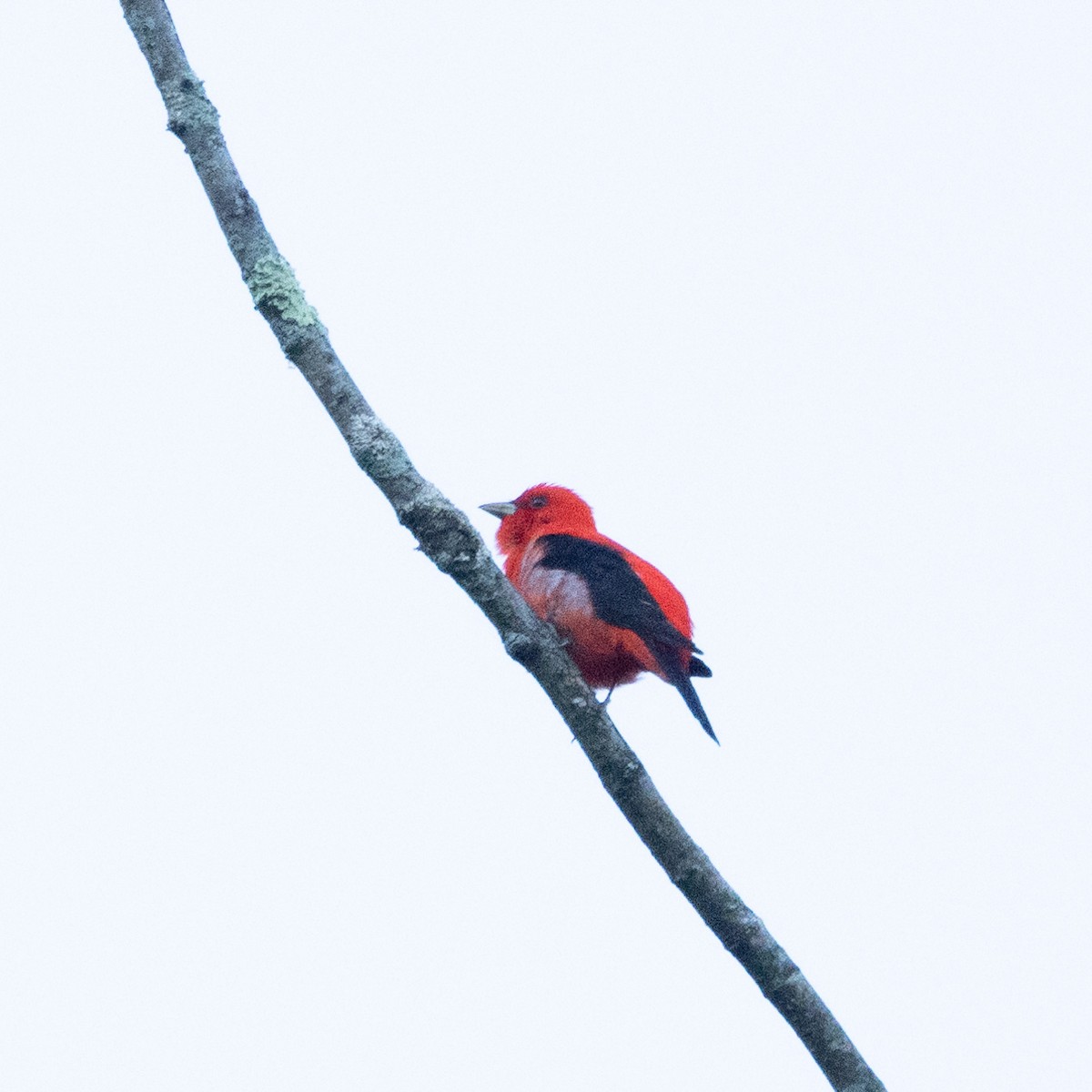 Scarlet Tanager - ML619448240