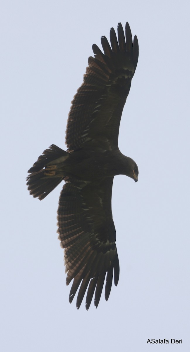 Lesser Spotted Eagle - ML619448274