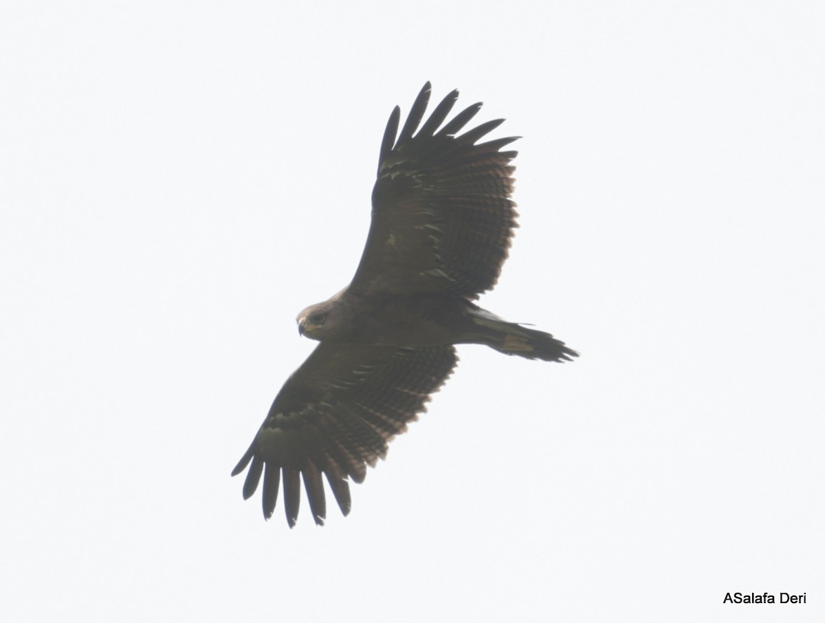 Lesser Spotted Eagle - ML619448349