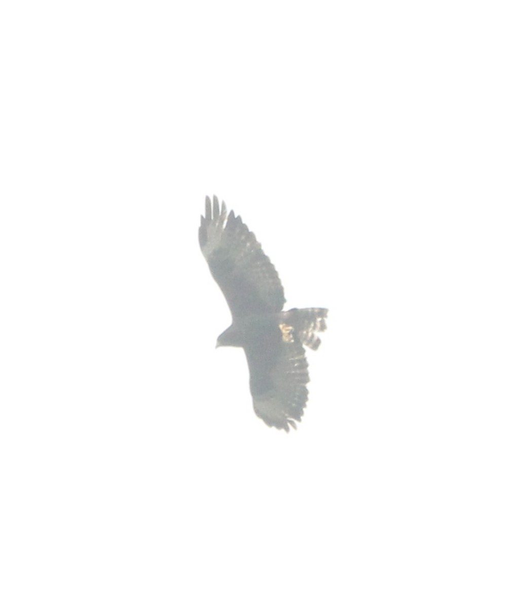 Short-tailed Hawk - ML619448369