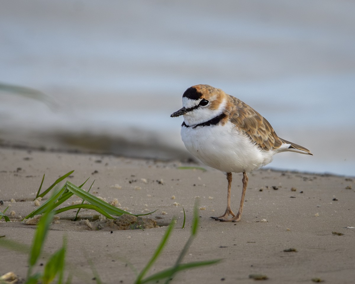 Collared Plover - ML619448372