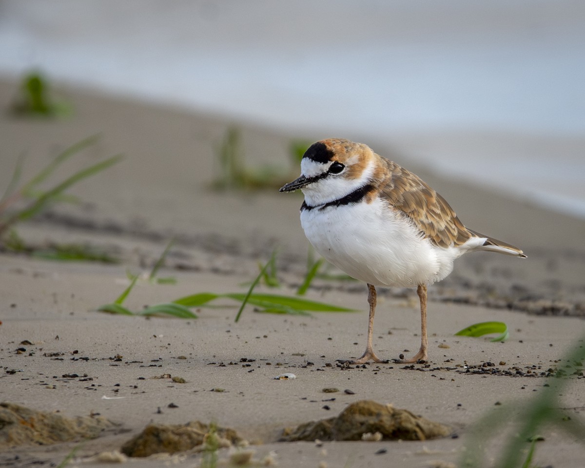 Collared Plover - ML619448373