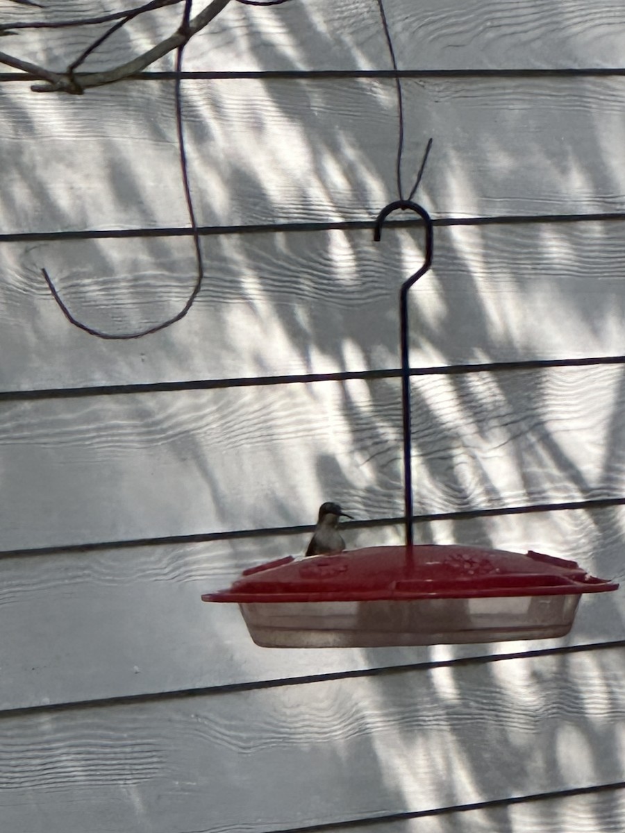 Ruby-throated Hummingbird - ML619448374