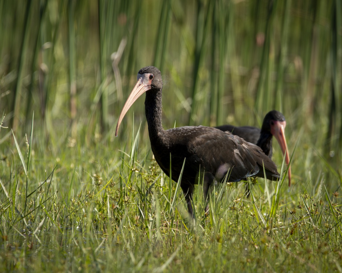 ibis tmavý - ML619448387