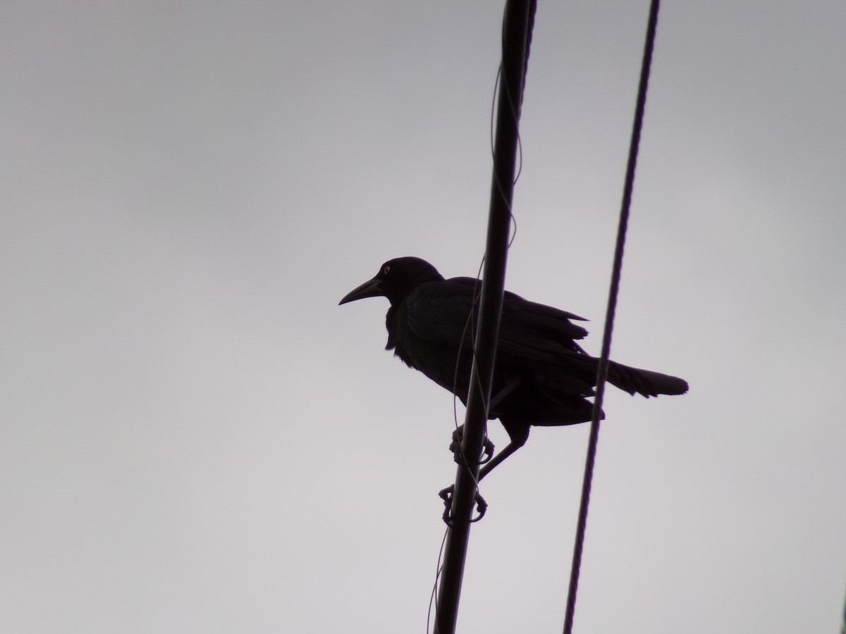 Great-tailed Grackle - ML619448408