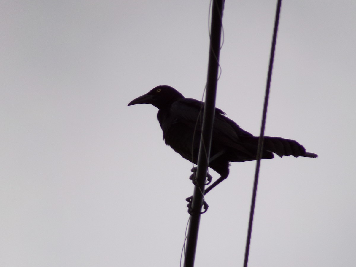 Great-tailed Grackle - ML619448409