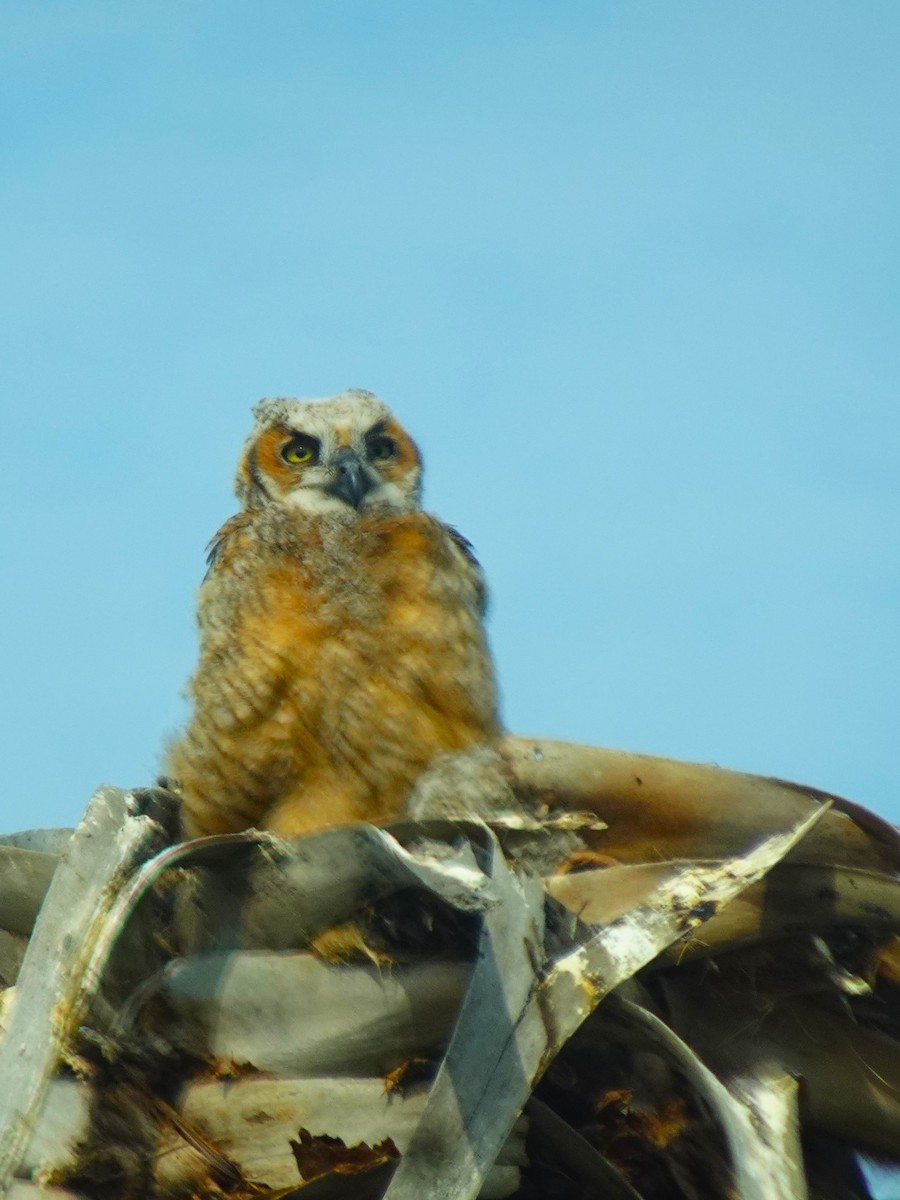 Great Horned Owl - ML619448418
