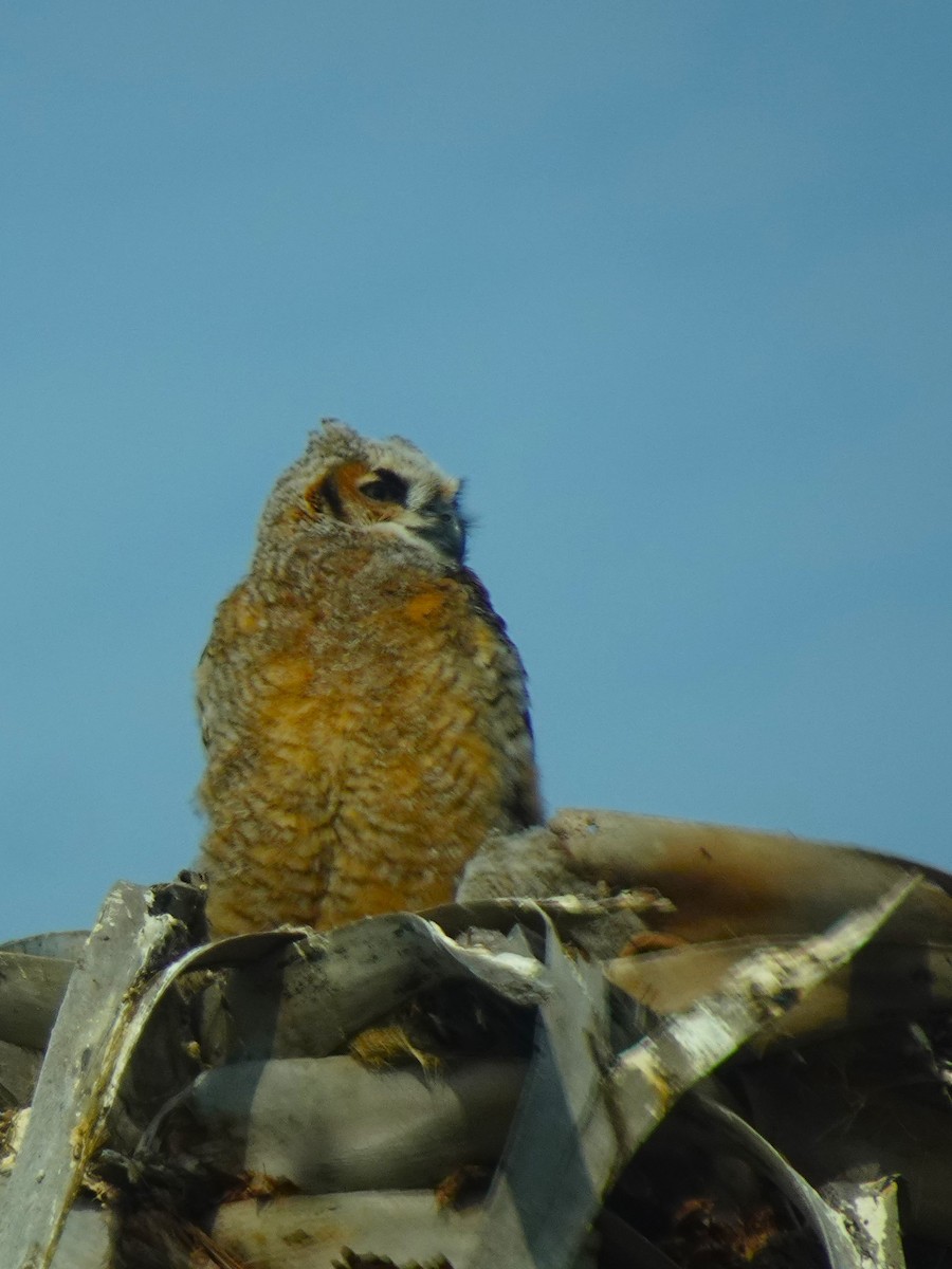 Great Horned Owl - ML619448446