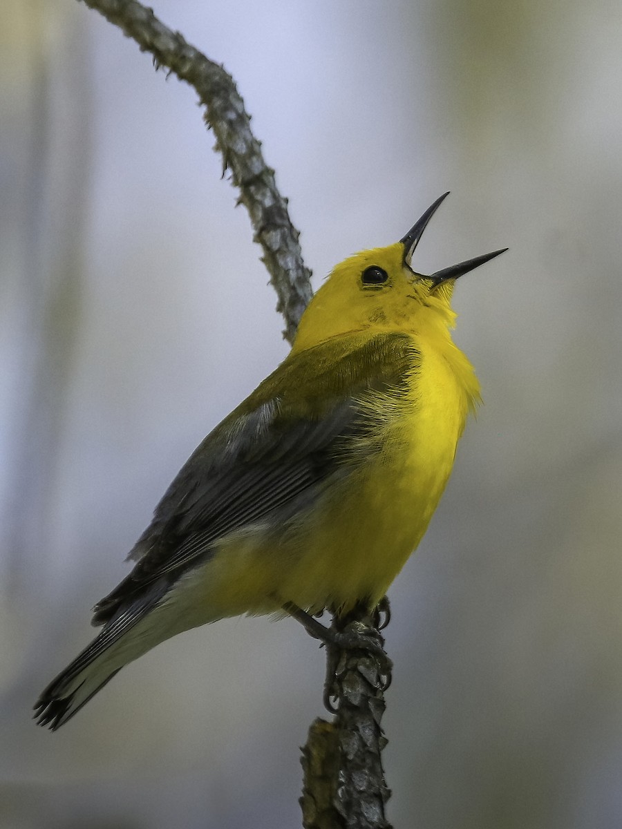Prothonotary Warbler - ML619448464