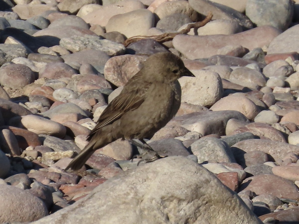 Brown-headed Cowbird - ML619448466