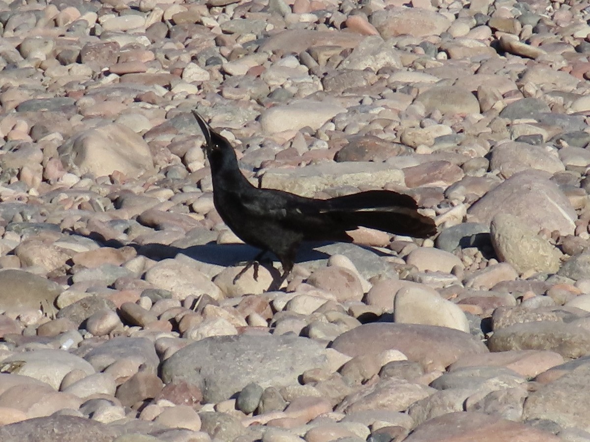 Great-tailed Grackle - ML619448475