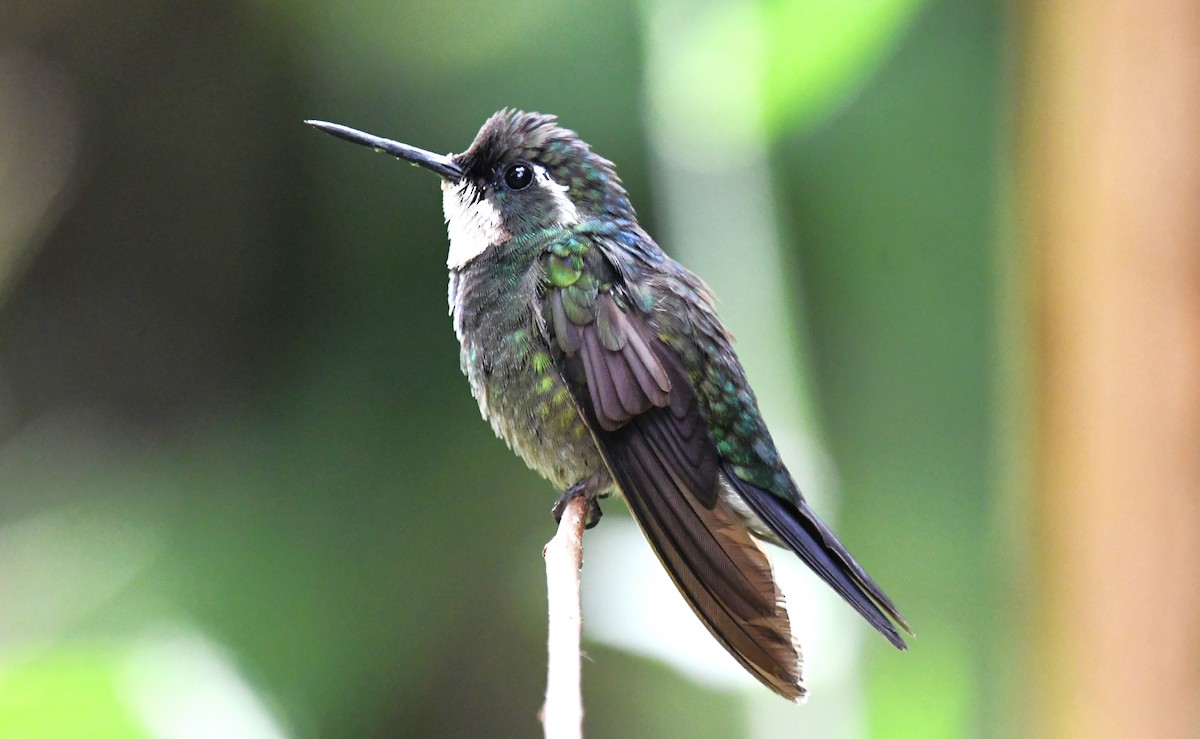 White-throated Mountain-gem (Blue-tailed) - ML619448479