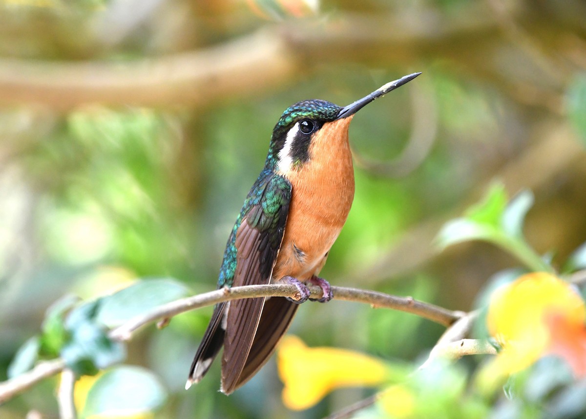White-throated Mountain-gem (Blue-tailed) - ML619448480